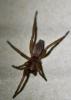 Drassodes sp.